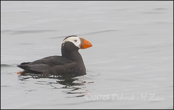 Tufted Puffin-Adult Summer
