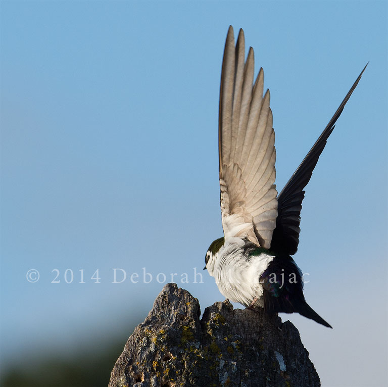 Violet-green Swallow-Male