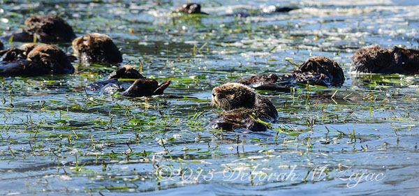 Sea Otter Raft