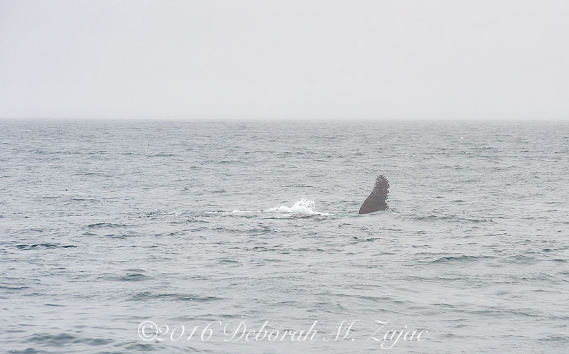 Humpback Whale Flipper;