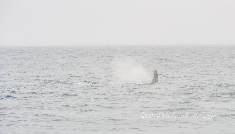 Humpback Whale Spouting w Flipper showing