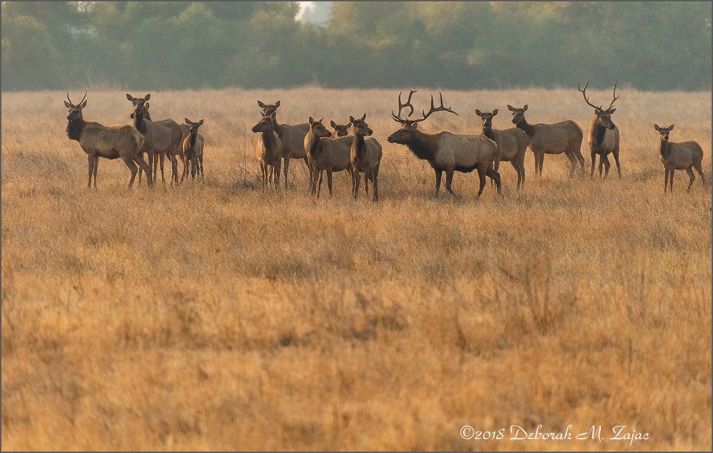 Tule Elk Herd